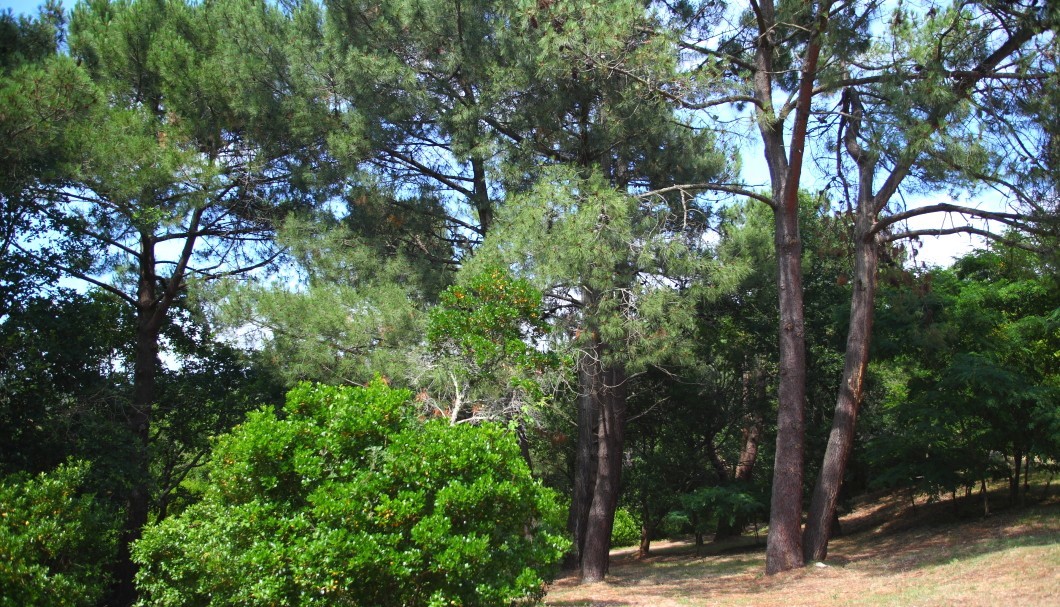 Die Dune de Pilat an der Atlantikküste - Vegetation nahe der Düne