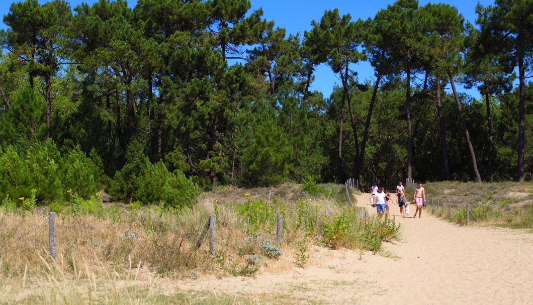 Île d'Oléron Frankreich Atlantik - Düne und Wald Strand Plage de Gatseau 