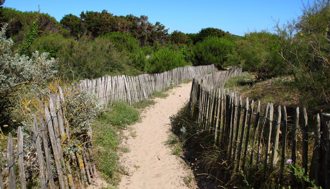 Île de Ré Frankreich Atlantik - Wanderweg Düne