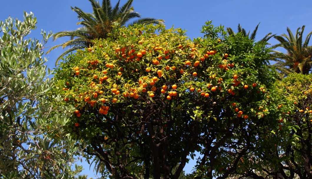 Nizza - Promenade du Paillon Orangenbaum