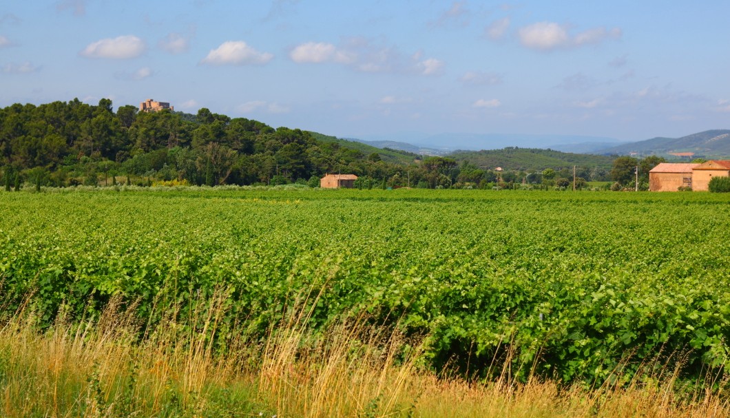 Corbières in Südfrankreich - Landschaft mit Weinanbau 1