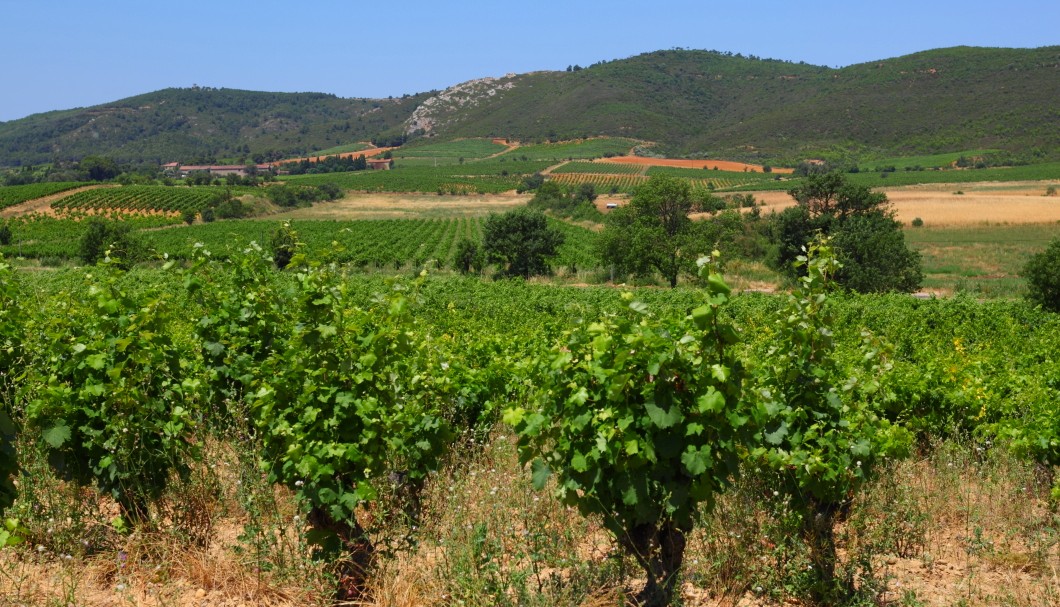 Corbières in Südfrankreich - Landschaft mit Weinanbau 2