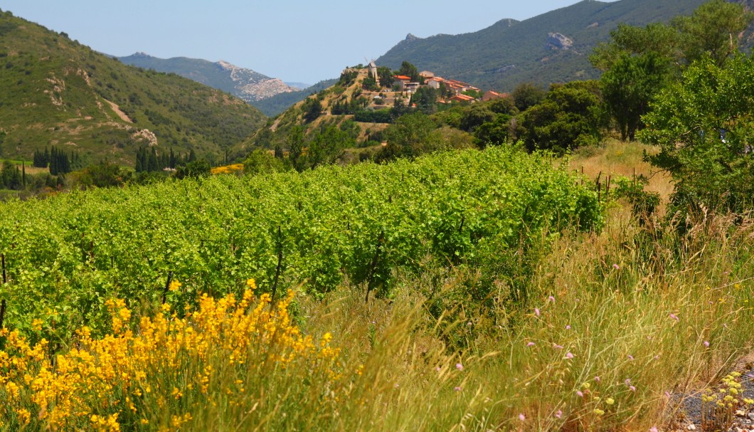 Corbières in Südfrankreich - Landschaft