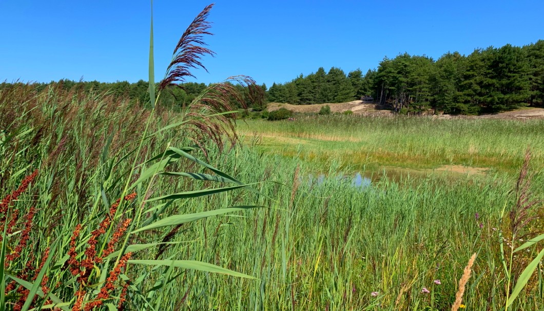 Parc du Marquenterre Sommebucht Nordfrankreich - 