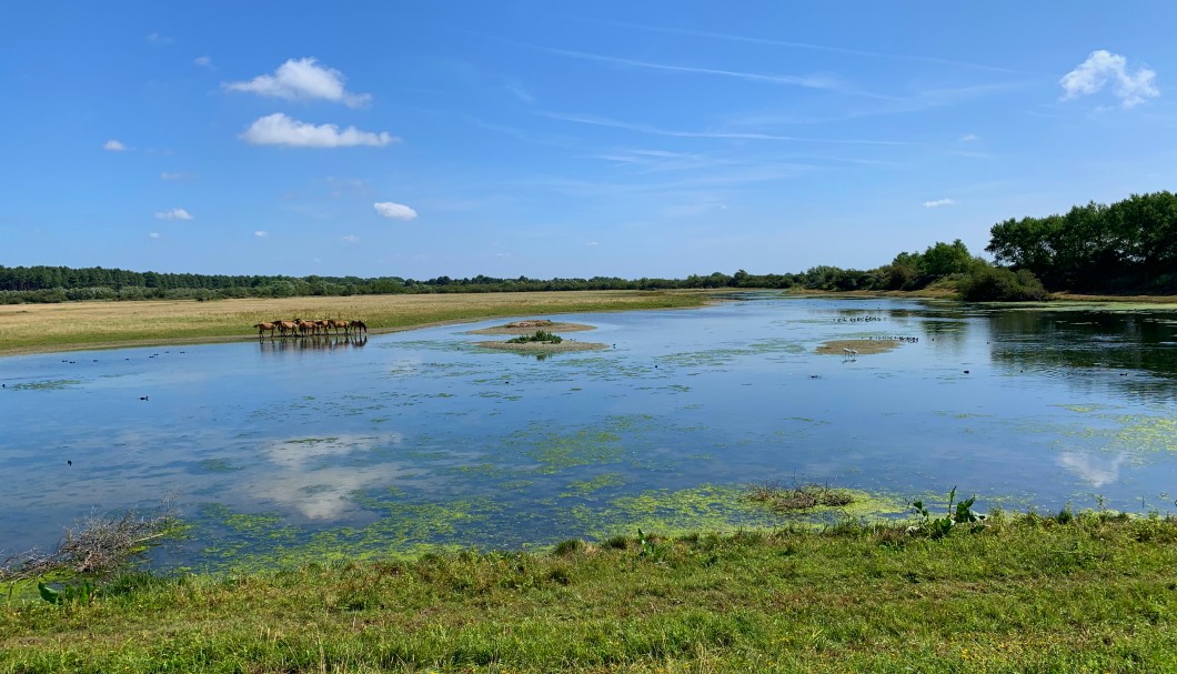 Parc du Marquenterre Sommebucht Nordfrankreich - 