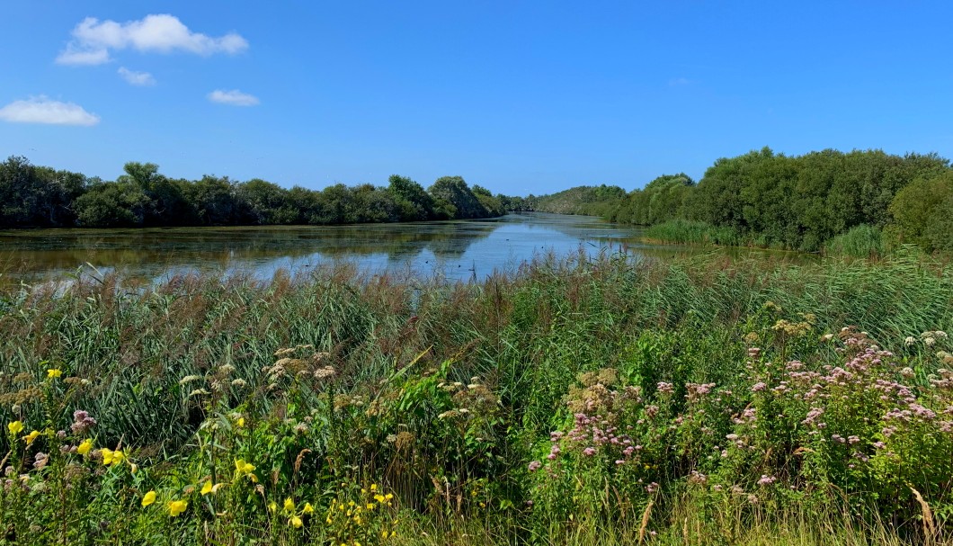 Parc du Marquenterre Sommebucht Nordfrankreich - 