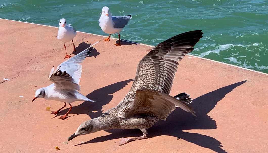 Wimereux in Nordfrankreich am Meer - 