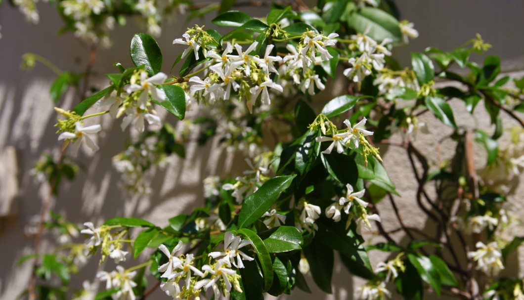 Arles Provence - Sommerjasmin