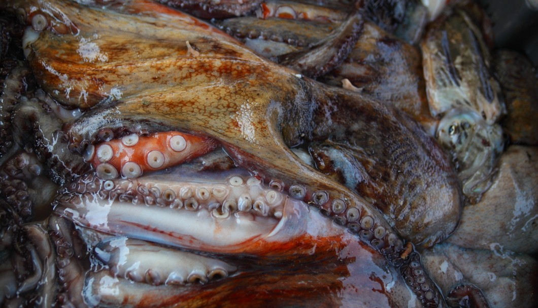 Marseille alter Hafen - Tintenfisch