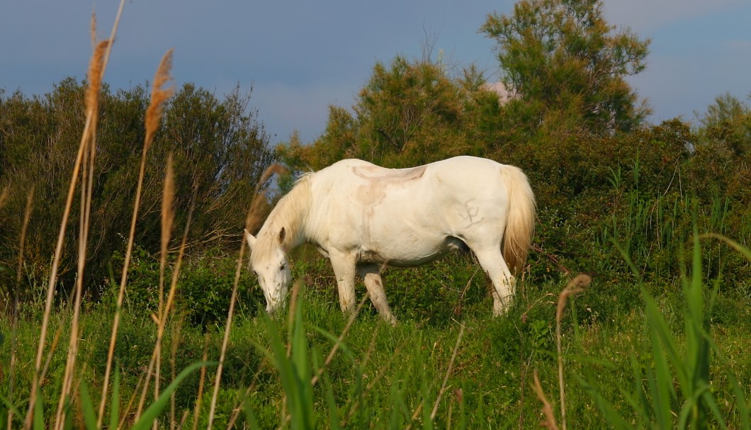 Provence am Meer - Pferd Camargue