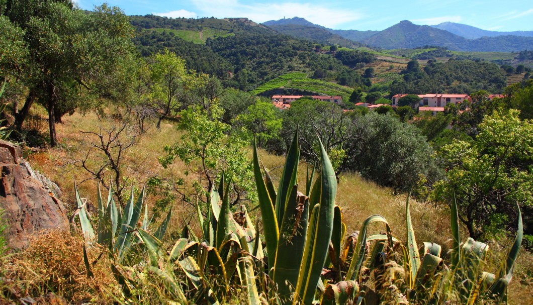 Park des Museums für moderne Kunst in Collioure, Aussicht auf das Hinterland