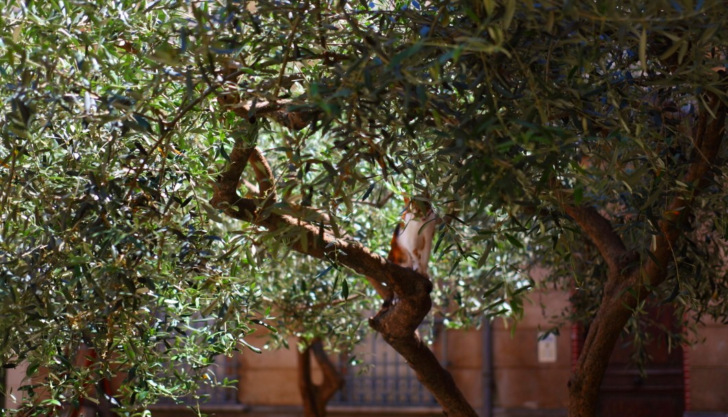 Céret Olivenbaum mit Katze